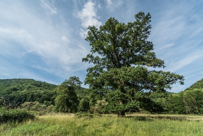 Dateiname=Landschaft_Aussicht_Wiedtal_115.jpg
Dateigröße=2160KB
Abmessungen: 3000x2003
hinzugefügt am: 25. Januar 2018 Landschaft_Aussicht_Wiedtal_115.jpg