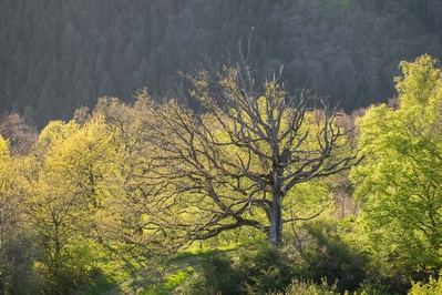 Dateiname=Landschaft_Aussicht_Wiedtal_63.jpg
Dateigröße=2489KB
Abmessungen: 3000x2000
hinzugefügt am: 25. Januar 2018 Landschaft_Aussicht_Wiedtal_63.jpg