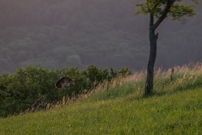 Landschaft_Aussicht_Wiedtal_78.jpg