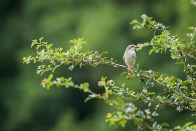 Natur_im_Wiedtal_10.jpg