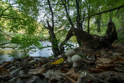 Dateiname=Natur_im_Wiedtal_19.jpg
Dateigröße=7823KB
Abmessungen: 6000x4000
hinzugefügt am: 25. Januar 2018 Natur_im_Wiedtal_19.jpg