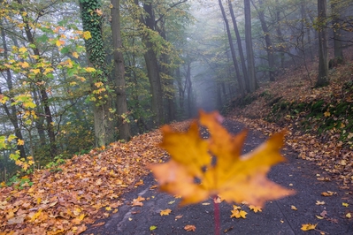 Dateiname=Natur_im_Wiedtal_27.jpg
Dateigröße=7003KB
Abmessungen: 4896x3264
hinzugefügt am: 25. Januar 2018 Natur_im_Wiedtal_27.jpg