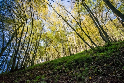 Dateiname=Natur_im_Wiedtal_33.jpg
Dateigröße=17061KB
Abmessungen: 6000x4000
hinzugefügt am: 25. Januar 2018 Natur_im_Wiedtal_33.jpg