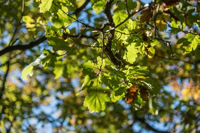 Dateiname=Natur_im_Wiedtal_36.jpg
Dateigröße=6932KB
Abmessungen: 6016x4016
hinzugefügt am: 25. Januar 2018 Natur_im_Wiedtal_36.jpg