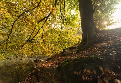 Dateiname=Natur_im_Wiedtal_38.jpg
Dateigröße=9173KB
Abmessungen: 5657x3892
hinzugefügt am: 25. Januar 2018 Natur_im_Wiedtal_38.jpg