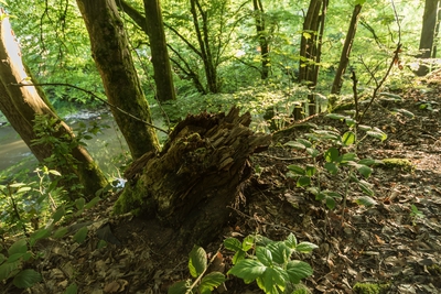 Dateiname=Natur_im_Wiedtal_39.jpg
Dateigröße=1758KB
Abmessungen: 3000x2003
hinzugefügt am: 25. Januar 2018 Natur_im_Wiedtal_39.jpg