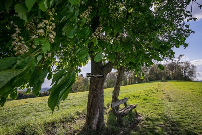 Dateiname=Natur_im_Wiedtal_4.jpg
Dateigröße=2223KB
Abmessungen: 3000x2000
hinzugefügt am: 25. Januar 2018 Natur_im_Wiedtal_4.jpg