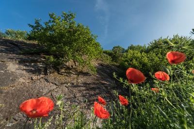 Dateiname=Natur_im_Wiedtal_40.jpg
Dateigröße=1713KB
Abmessungen: 3000x2003
hinzugefügt am: 25. Januar 2018 Natur_im_Wiedtal_40.jpg