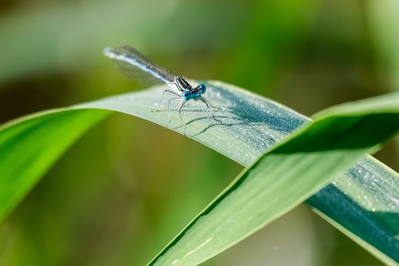 Dateiname=Natur_im_Wiedtal_41.jpg
Dateigröße=877KB
Abmessungen: 3000x2000
hinzugefügt am: 25. Januar 2018 Natur_im_Wiedtal_41.jpg