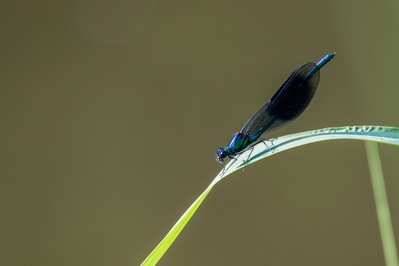 Dateiname=Natur_im_Wiedtal_42.jpg
Dateigröße=796KB
Abmessungen: 3000x2000
hinzugefügt am: 25. Januar 2018 Natur_im_Wiedtal_42.jpg
