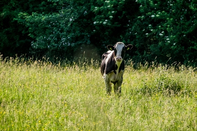 Natur_im_Wiedtal_43.jpg