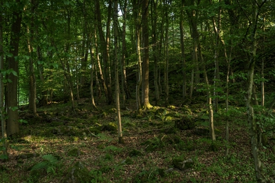 Dateiname=Natur_im_Wiedtal_48.jpg
Dateigröße=2043KB
Abmessungen: 3000x2003
hinzugefügt am: 25. Januar 2018 Natur_im_Wiedtal_48.jpg