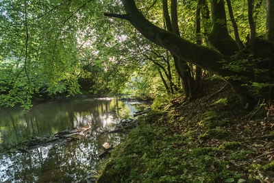 Dateiname=Wied_Wasser_Wiedtal_2.jpg
Dateigröße=2315KB
Abmessungen: 3000x2003
hinzugefügt am: 01. März 2018 Wied_Wasser_Wiedtal_2.jpg