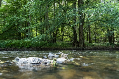 Dateiname=Wied_Wasser_Wiedtal_4.jpg
Dateigröße=2268KB
Abmessungen: 3000x2003
hinzugefügt am: 01. März 2018 Wied_Wasser_Wiedtal_4.jpg